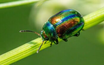pest-control-640x480-97181730.jpeg