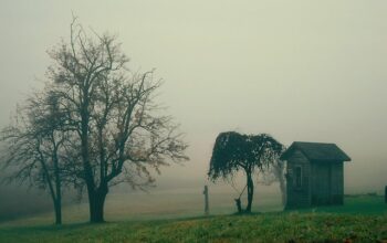 sheds-640x480-70065396.jpeg