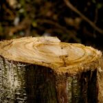 stump-grinding-640x480-6268994.jpeg