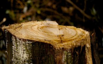 stump-grinding-640x480-6268994.jpeg