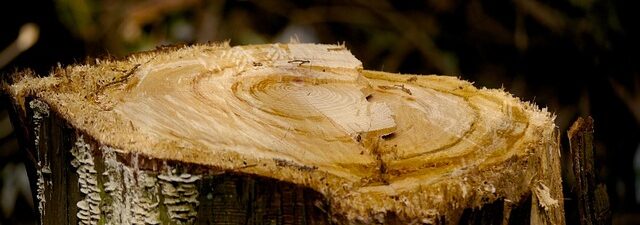 stump-grinding-640x480-6268994.jpeg