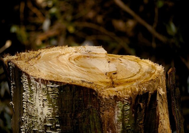 stump-grinding-640x480-6268994.jpeg