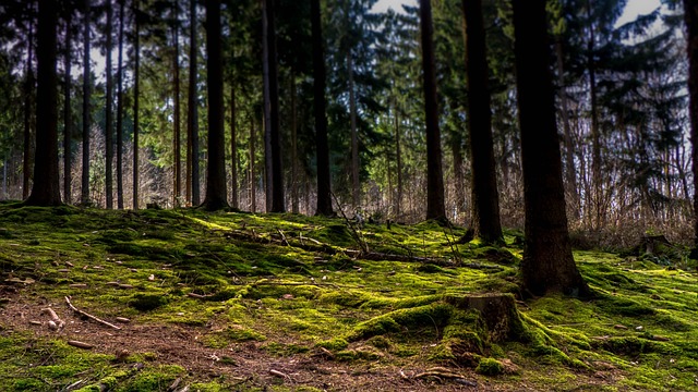 Save Money Today with Our Top-Rated, Safe Tree Service Company