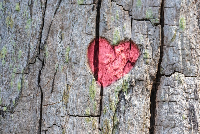 Expert Tree Safety Checks: Save Money, Gain Peace of Mind Near You!