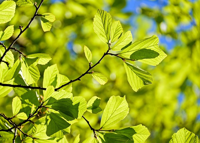 Save Money, Keep Trees: Expert Tree Removal Near You with Sustainable Solutions