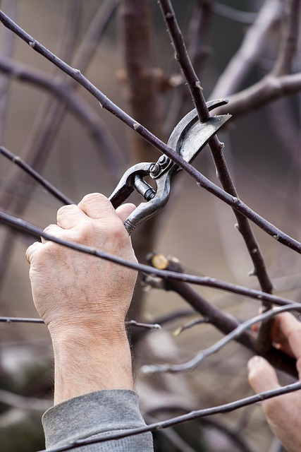 Free Assessment, Safe Removals: Protect Your Property with Expert Tree Care