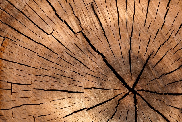 Stumps R Us: Revitalize Your Space, Save Money, Plant New Life