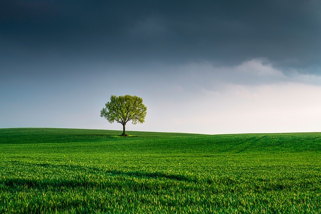 Save Money & Space: Safe Stump Removal for Peace of Mind
