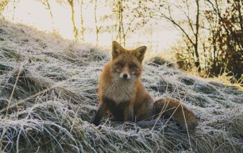 wildlife-removal-640x480-81156026.jpeg