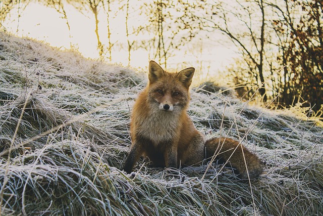Wildlife Exclusion Windsor Ontario: Protect Your Home Safely