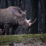 wildlife-removal-640x480-94778423.jpeg