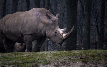 wildlife-removal-640x480-94778423.jpeg