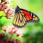 wildlife-removal-windsor-ontario-640x480-21283649.jpeg