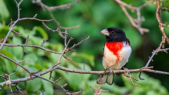 Free Wildlife Removal Windsor: Say Goodbye to Squirrels, Save on Costs!