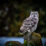 wildlife-removal-windsor-ontario-640x480-49685450.jpeg