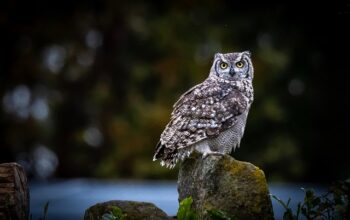 wildlife-removal-windsor-ontario-640x480-49685450.jpeg