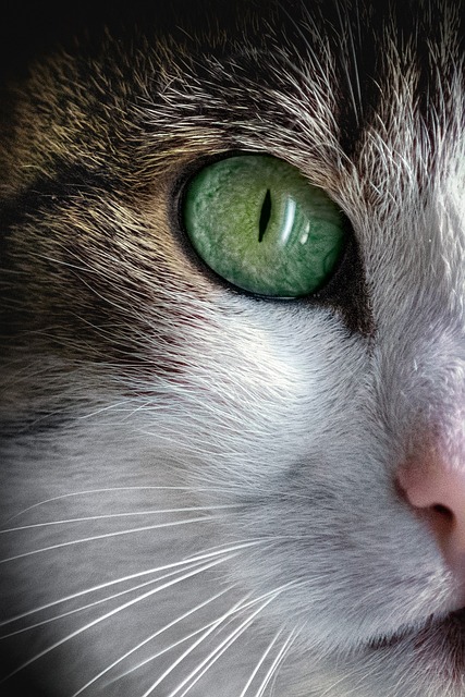 Pest Management in Essex County Ontario: Protecting Commercial and Residential Spaces