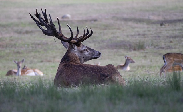 ProTrap Wildlife: Safe, Humane Residential Wildlife Removal Essex County