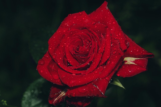 beauty-640x480-99966321.jpeg