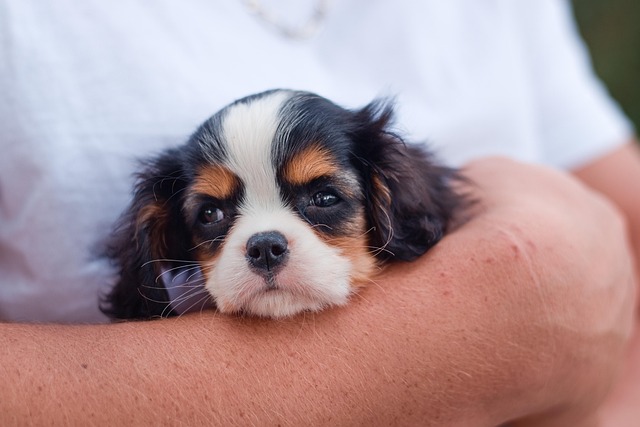 Affordable Skunk Odour Elimination: Local Pros, Fast Results, Save Money!