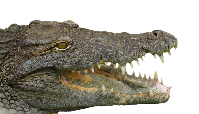 Transform Your Smile, Save Big: Denture Repair Leamington’s Top Deal!