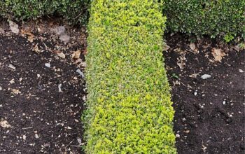 landscaping-640x480-25137192.jpeg