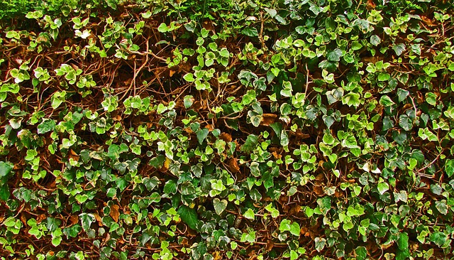 Transform Your Yard: Free Design, Expert Cuts, Save Big in Windsor