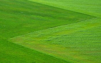 lawn-care-640x480-7170056.jpeg
