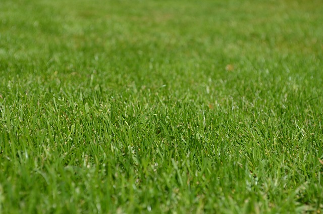 Transform Your Lawn with Professional Landscaping Services
