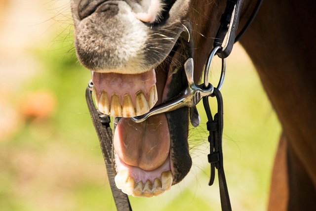 Get Perfect Teeth in a Day – Save Time & Money with Shreve Denture Clinic
