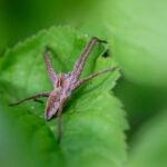 pest-control-640x480-17677250.jpeg