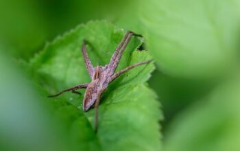 pest-control-640x480-17677250.jpeg