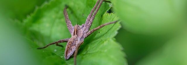 pest-control-640x480-17677250.jpeg