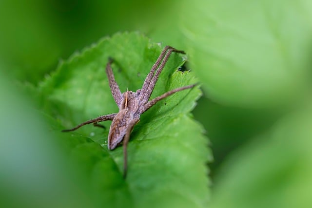 pest-control-640x480-17677250.jpeg