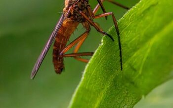 pest-control-640x480-27049001.jpeg