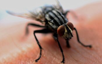pest-control-640x480-27394616.jpeg