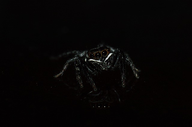Commercial Pest Control Windsor Ontario Business Protection