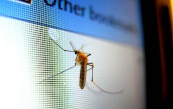 pest-control-640x480-62465145.jpeg