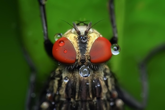 Licensed Wildlife Control: Effective Pest Management in Ontario