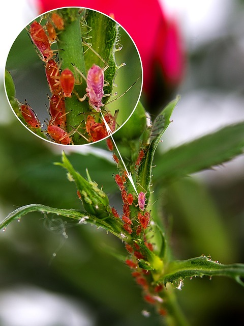 Professional Pest Control Essex County Ontario: Protect Your Home Now