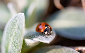 pest-control-640x480-82479641.jpeg