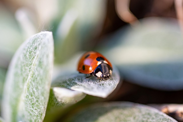 Professional Pest Control Windsor Chatham: Wildlife Removal Services for Commercial & Residential Safety