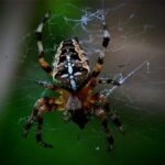 pest-control-640x480-891698.jpeg