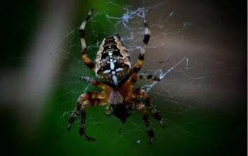 pest-control-640x480-891698.jpeg