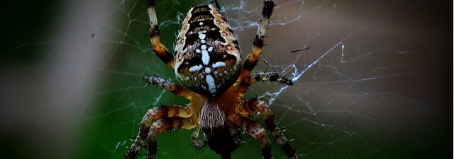 pest-control-640x480-891698.jpeg