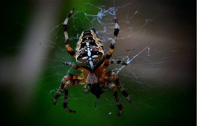 pest-control-640x480-891698.jpeg