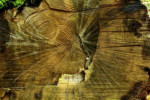 Save Money & Trees: Fast, Effortless Stump Removal Now!