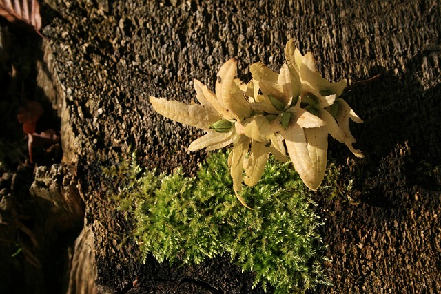 Free Stump Removal Near You: Transform Your Yard Today!
