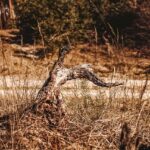 stump-grinding-640x480-25080478.jpeg
