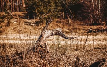 stump-grinding-640x480-25080478.jpeg